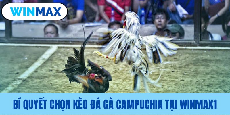 Phương pháp đặt cược đá gà campuchia Vmax Phương pháp đặt cược đá gà campuchia Vmax
