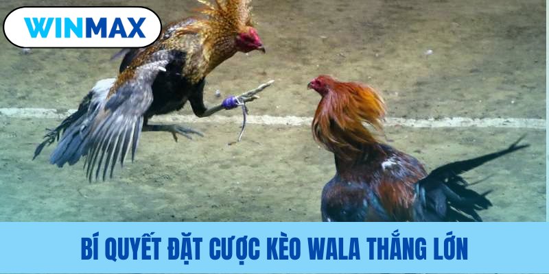 Mẹo cược kèo Wala là gì để đạt hiệu quả cao Mẹo cược kèo Wala là gì để đạt hiệu quả cao