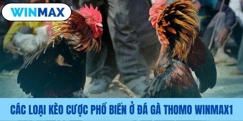 Các dạng thi đấu đá gà trực tuyến Vmax Các dạng thi đấu đá gà trực tuyến Vmax