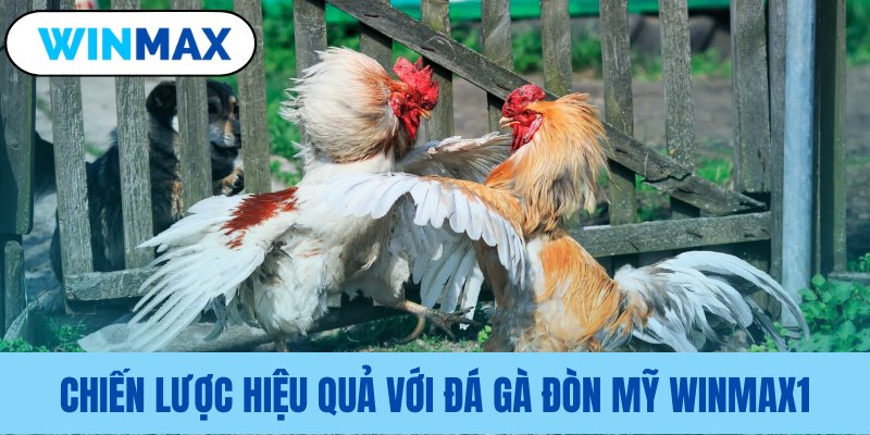 Phương pháp chơi đá gà đòn Mỹ Vmax hiệu quả Phương pháp chơi đá gà đòn Mỹ Vmax hiệu quả