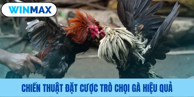 Phương pháp đặt cược hiệu quả cho tân thủ Phương pháp đặt cược hiệu quả cho tân thủ