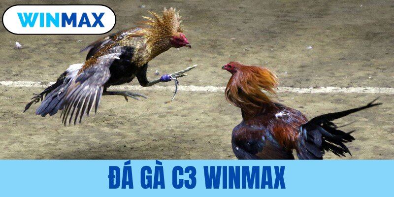 Đá gà C3 Vmax