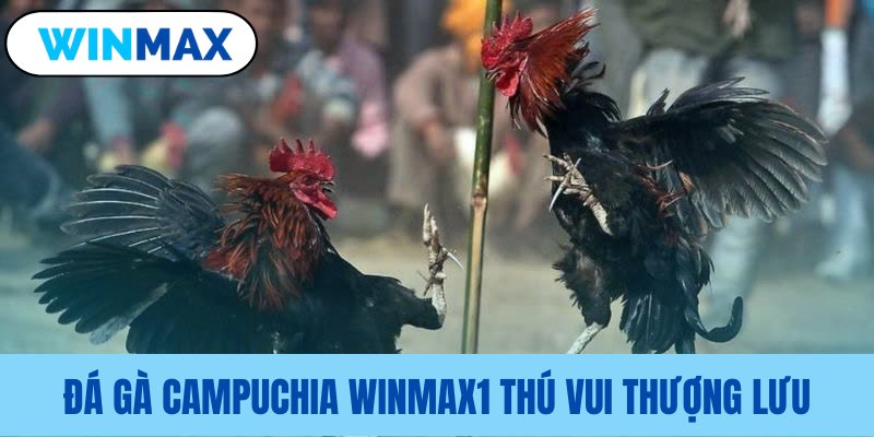 Đấu trường gà Vmax thú vui đỉnh cao Đấu trường gà Vmax thú vui đỉnh cao