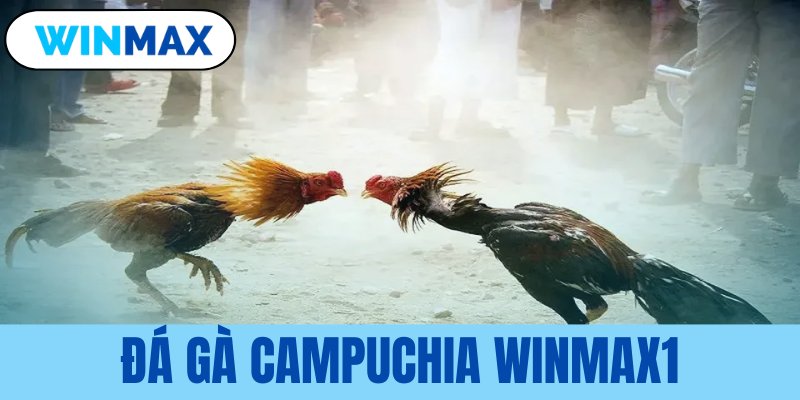 Đá gà campuchia Vmax