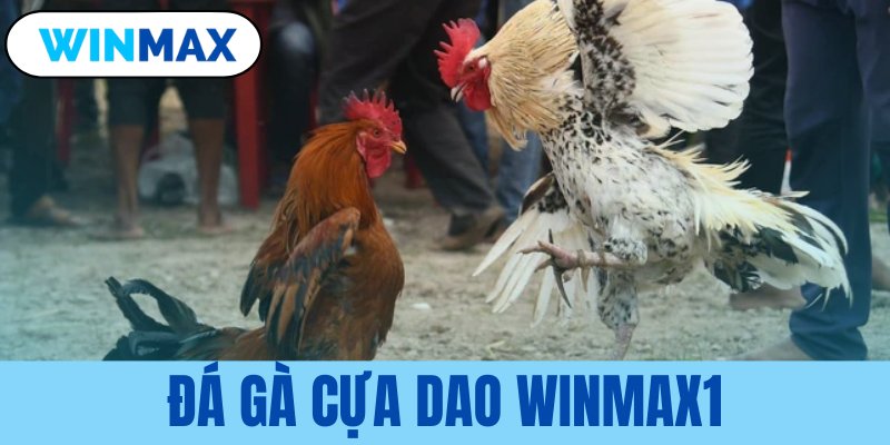 đá gà cựa dao Vmax