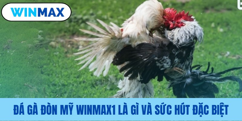 Khái niệm sức hấp dẫn đá gà Mỹ Khái niệm sức hấp dẫn đá gà Mỹ