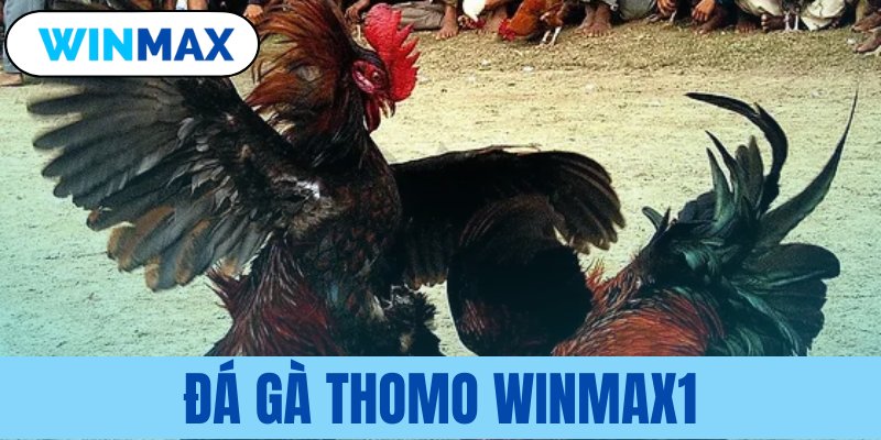 đá gà Thomo Vmax