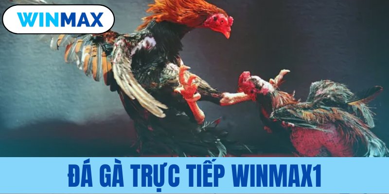 Đá gà trực tiếp Vmax