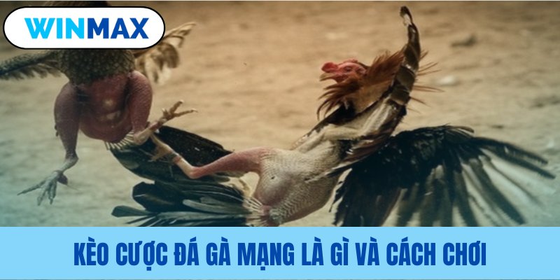 Định nghĩa và phương thức tham gia cá cược Định nghĩa và phương thức tham gia cá cược