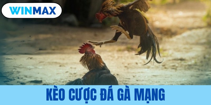 kèo cược đá gà mạng
