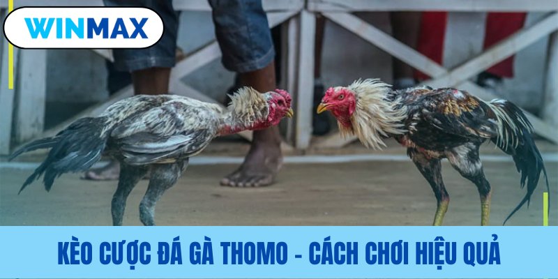 Hình thức đặt cược đá gà Thomo hiệu quả Hình thức đặt cược đá gà Thomo hiệu quả