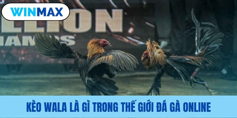 Giải thích Wala trong cược đá gà mạng Giải thích Wala trong cược đá gà mạng