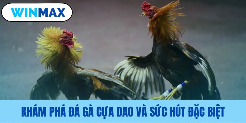 Tìm hiểu nét độc đáo gà cựa dao Tìm hiểu nét độc đáo gà cựa dao