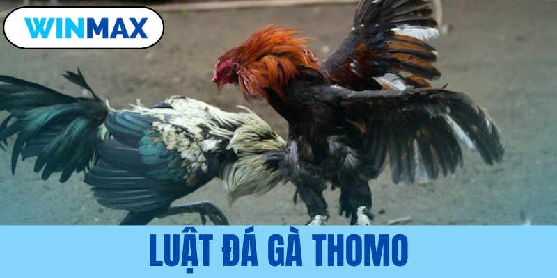 luật đá gà Thomo