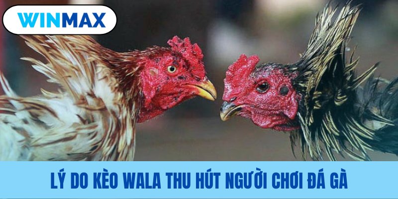 Nguyên nhân kèo Wala hấp dẫn dân chơi Nguyên nhân kèo Wala hấp dẫn dân chơi