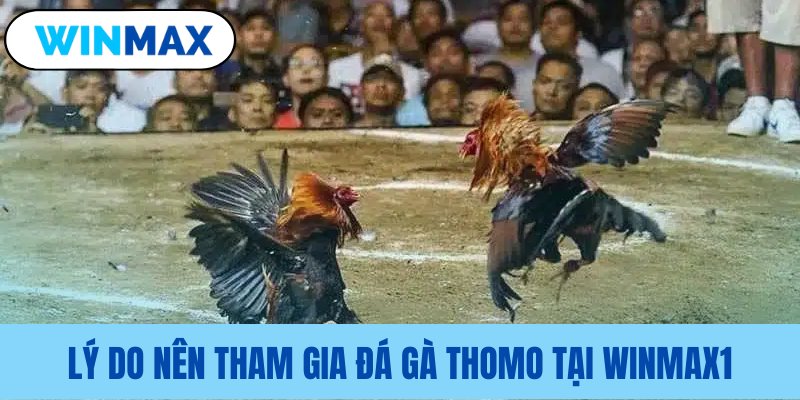 Ưu thế khi trải nghiệm Thomo ở Vmax Ưu thế khi trải nghiệm Thomo ở Vmax
