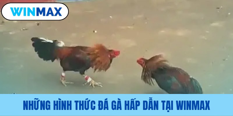 Điểm qua các loại hình đá gà phổ biến