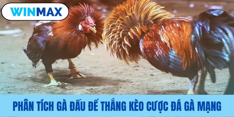 Kỹ năng nhận định gà chiến để chiến thắng Kỹ năng nhận định gà chiến để chiến thắng