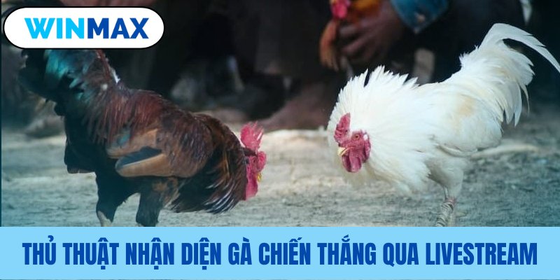 Kinh nghiệm soi gà thắng qua phát sóng Kinh nghiệm soi gà thắng qua phát sóng