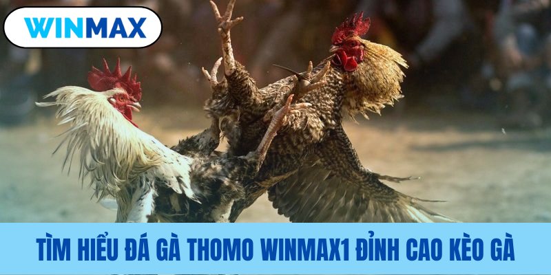 Giải mã sức hấp dẫn của đá gà Thomo Vmax Giải mã sức hấp dẫn của đá gà Thomo Vmax