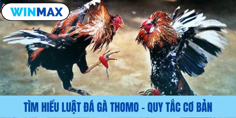 Nguyên tắc nền tảng của luật đá gà Thomo Nguyên tắc nền tảng của luật đá gà Thomo
