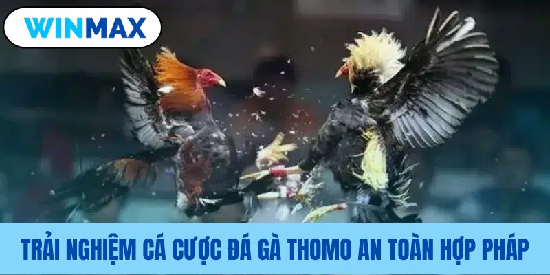 Luật đá gà Thomo hợp pháp, an toàn Luật đá gà Thomo hợp pháp, an toàn