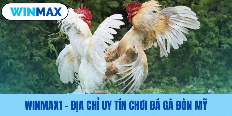 Nhà cái đá gà đòn Mỹ Vmax đáng tin Nhà cái đá gà đòn Mỹ Vmax đáng tin